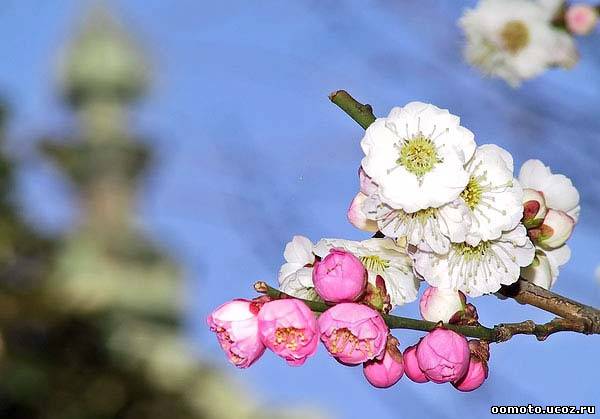 весна и храмы: японец скорее пойдет к дереву
